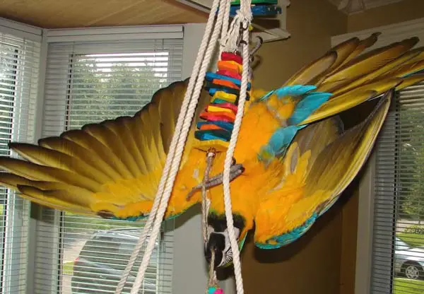 Blue and gold macaw parrot in physical activity game