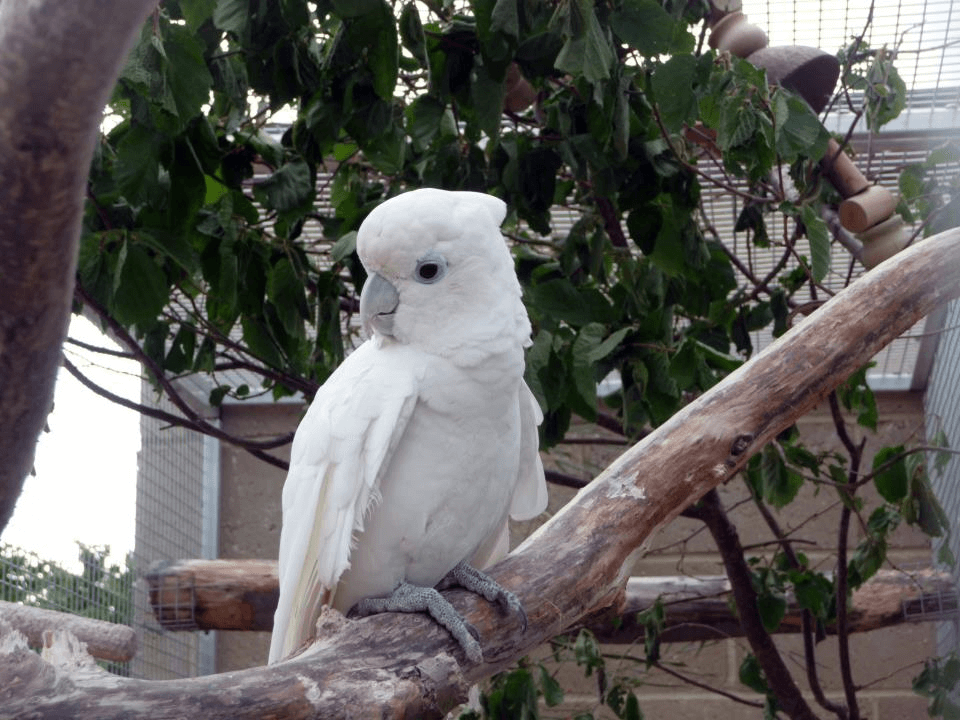 Ducorps cockatoo