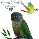 Green Cheek Conure