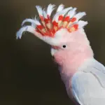 Leadbeater cockatoo