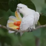 Philippine cockatoo
