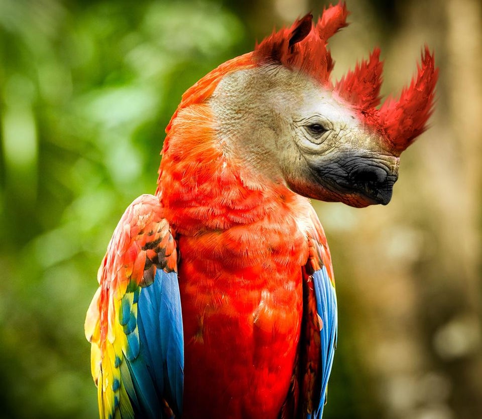 Weird parrot bird