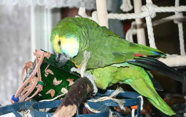 amazon parrot toys