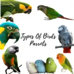 Types of birds parrots
