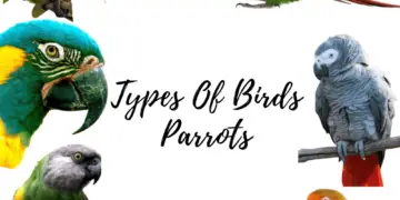 Types of birds parrots