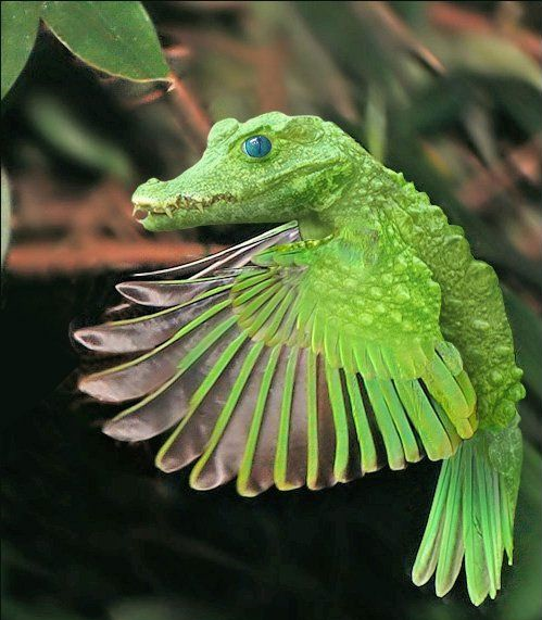 parrot pet bird Weird