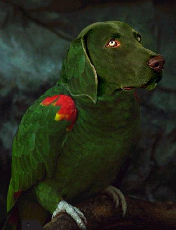 funny parrot Weird bird