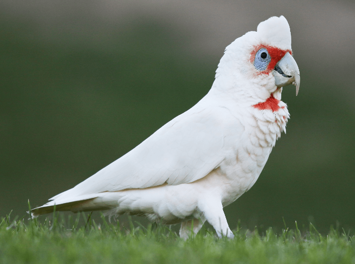 corella cockatoo