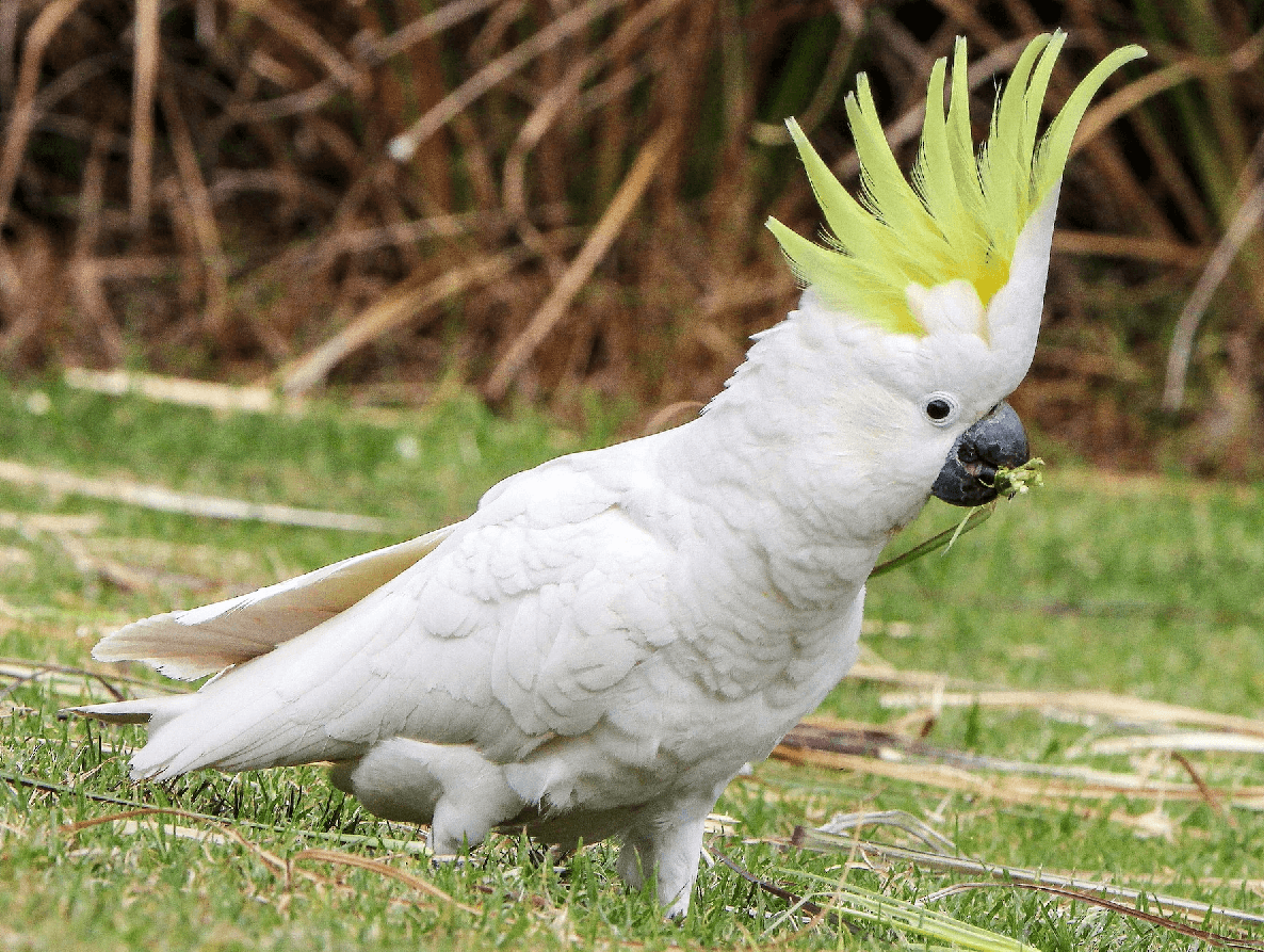 crested cockatoo