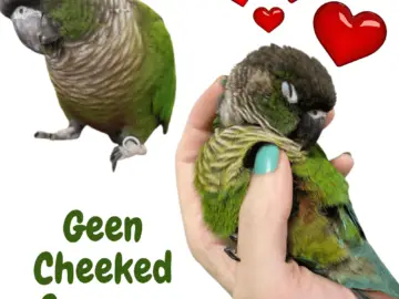 green cheeked conures