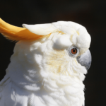 orange crested cockatoo