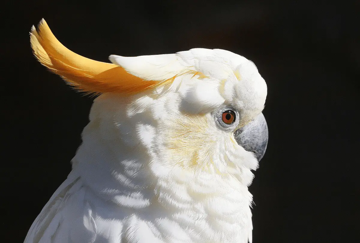 orange crested cockatoo