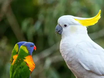 Different reasons why a parrot would stop talking