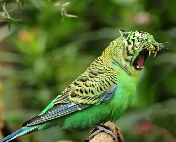 pet parrots bird Weird
