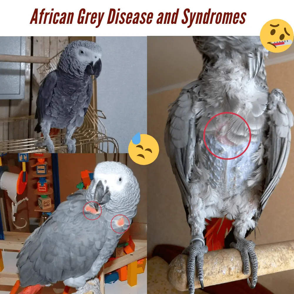 parrot diseases