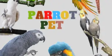 parrot pet