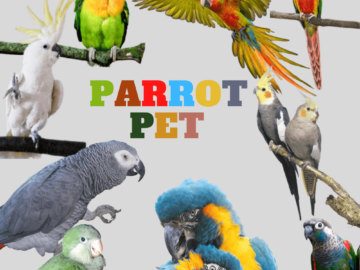 parrot pet