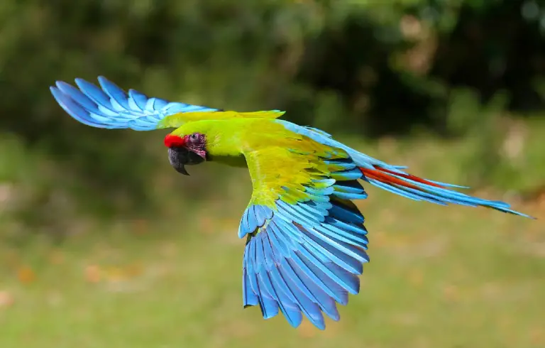 Parrot predators - What are the Parrot predators and Parrot Defense