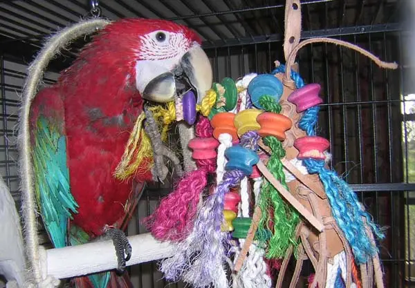 parrot toys