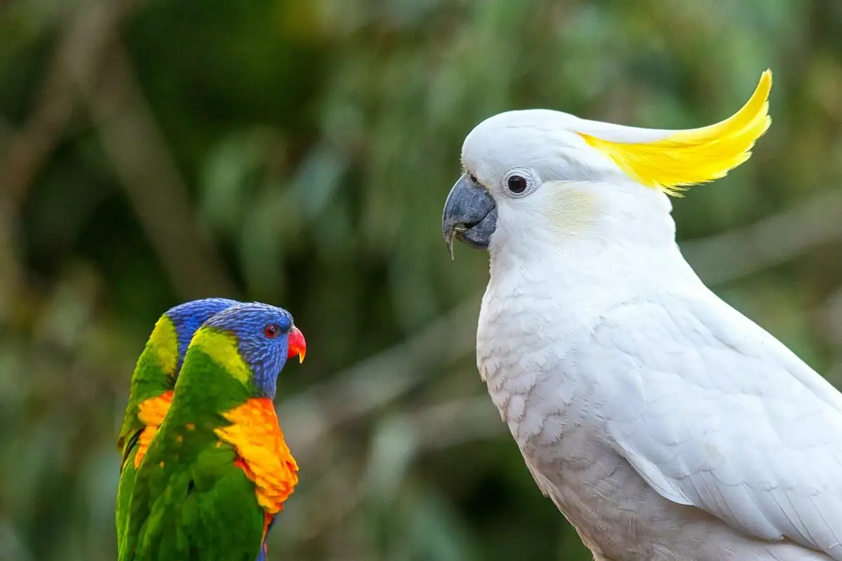 Parrot pet