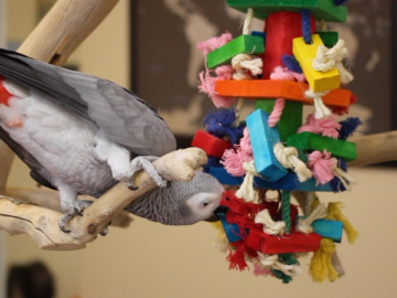 parrots toys