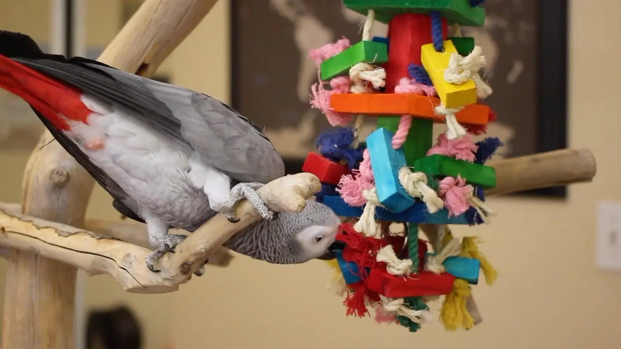Parrot Swing Toy Colorful Climbing Ringing Bells Toys Exercise Training Tool for Macaw African Grey  Cockatoo Budgies Parakeet Cockatiel Lovebird HEEPDD Birds Toy