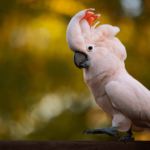 red-crested cockatoo