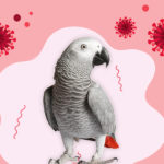 Can My Parrot Be Covid-19 Infected