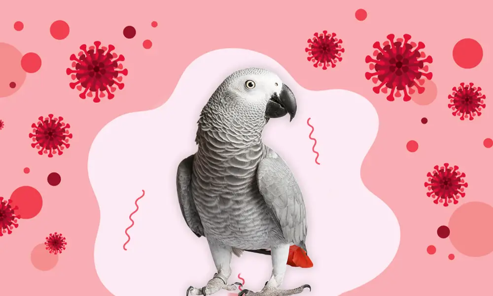 Can My Parrot Be Covid-19 Infected