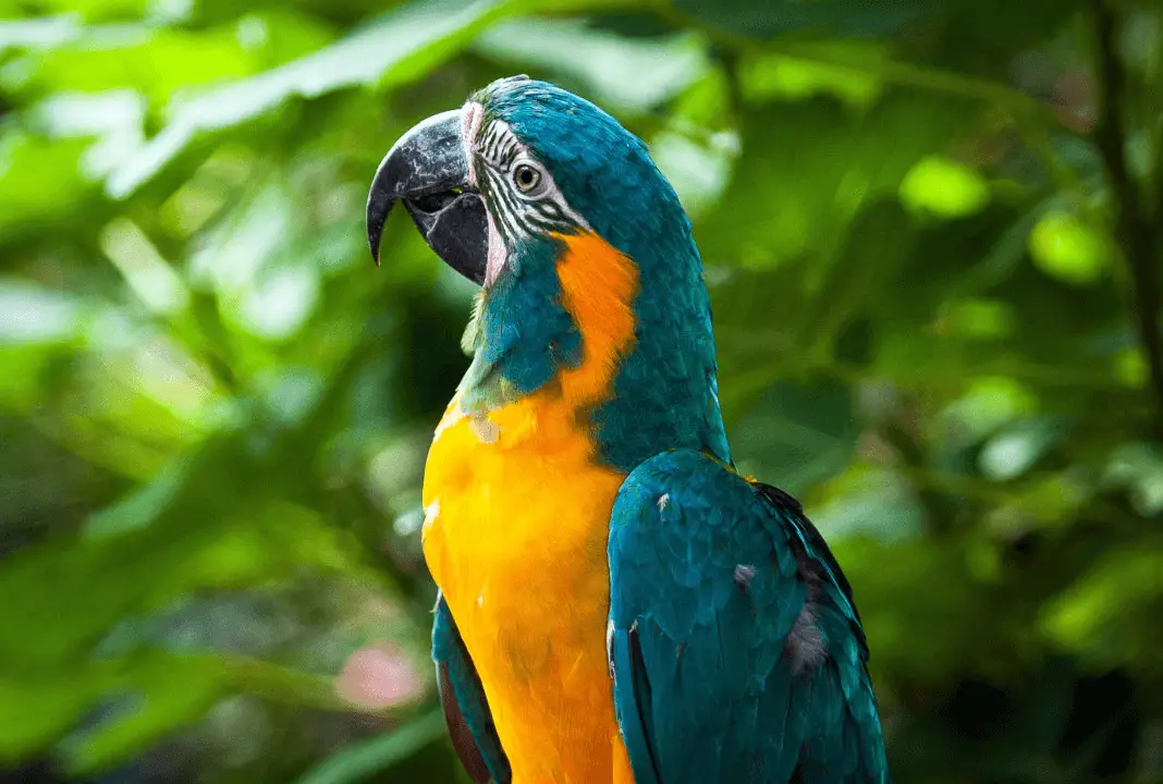 Caninde macaw
