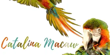 Catalina macaw