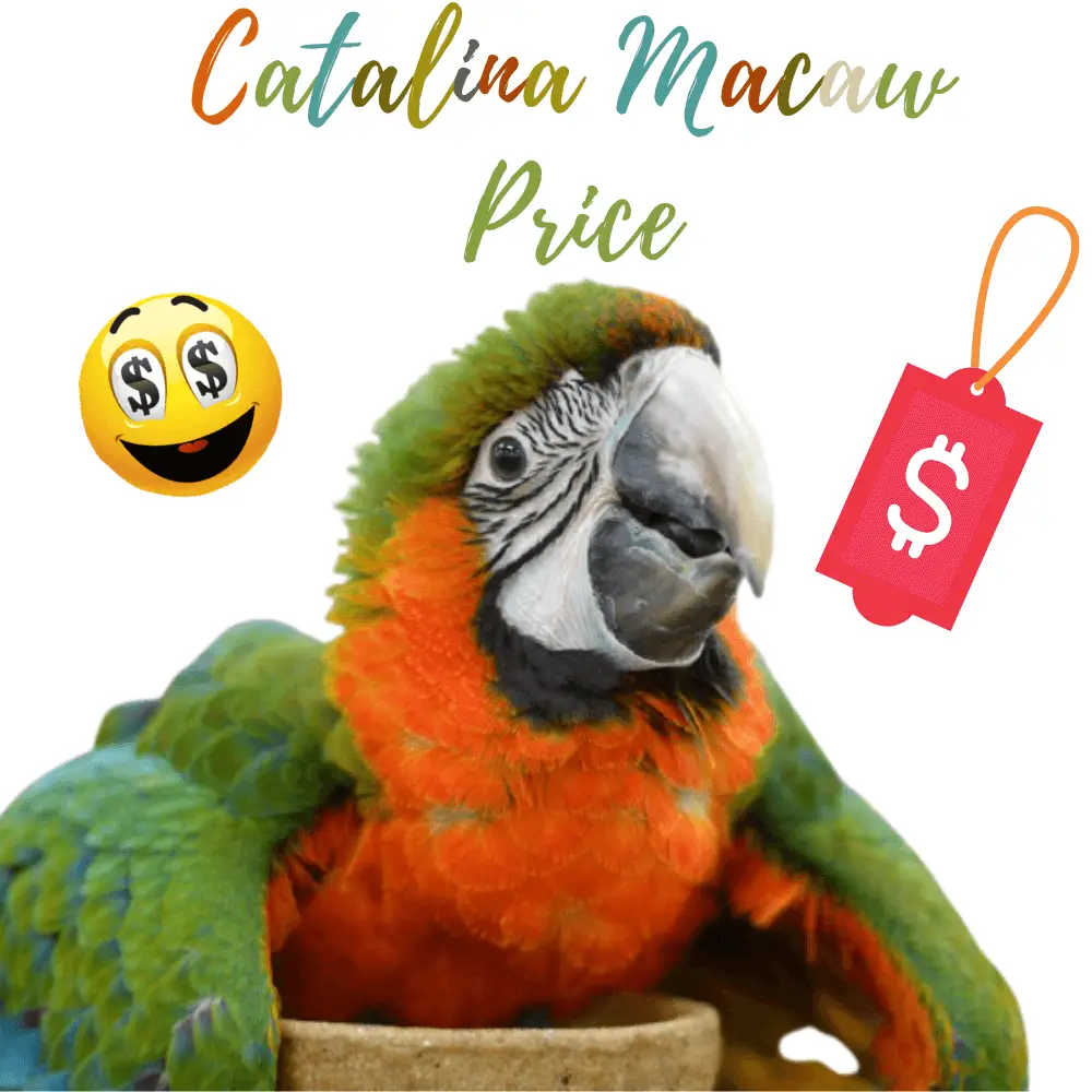 Catalina macaw price