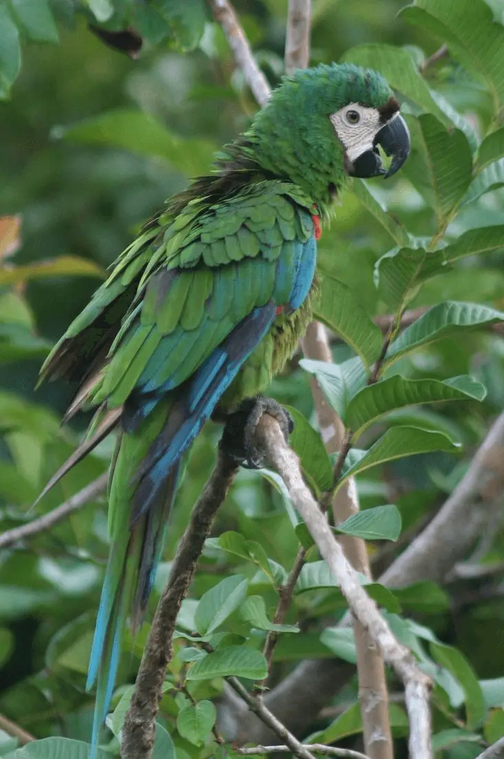 Dwarf macaw