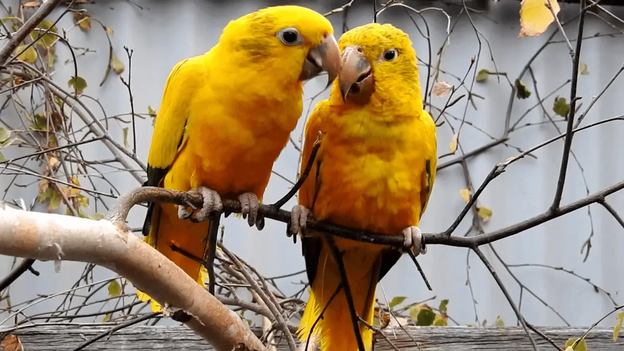 golden parakeet
