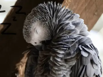 How long does a parrot sleep