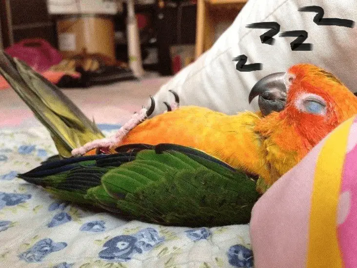 Importance of Sleep in the Parrot