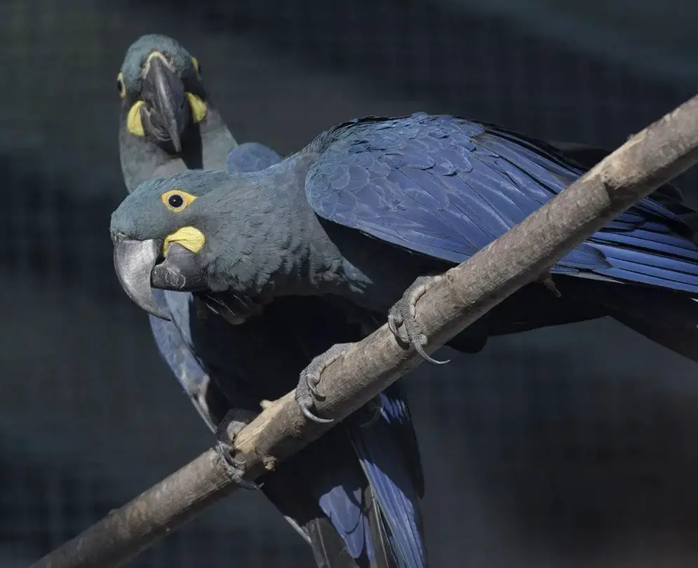 Indigo-Macaw