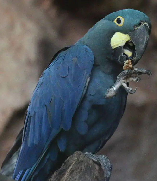 Indigo Macaw