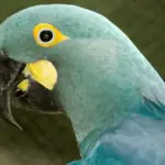 Lears Macaw