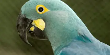 Lears Macaw