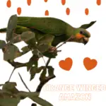 Orange-winged amazon