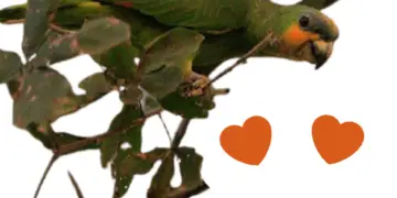 Orange-winged amazon