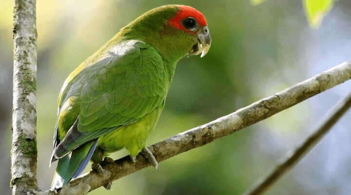 Pileated parrot