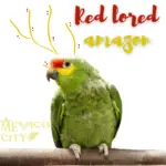 Red lored amazon