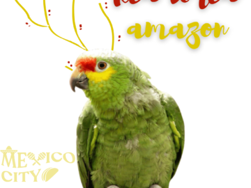 Red lored amazon