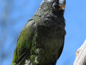 Scaly-headed parrot