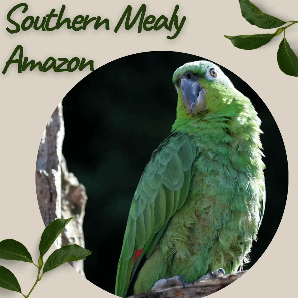 Southern mealy amazon