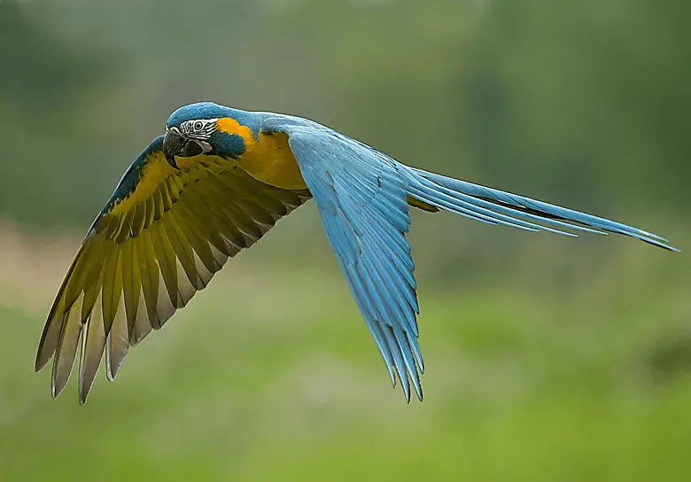 Waglers macaw