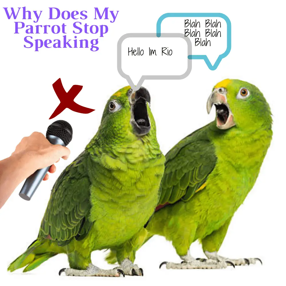 Why does my Parrot stop speaking