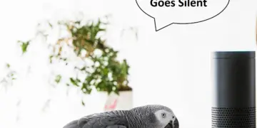 Why does my Parrot stop speaking